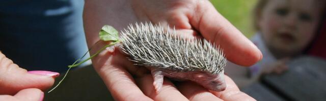 Metsloomaühing annab nõu: mida teha üksiku siilipojaga?