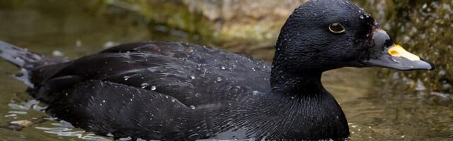 LINNUVAATLUS | Ristna rändeloendusprojekti käigus on loendatud juba üle 100 000 mustvaera