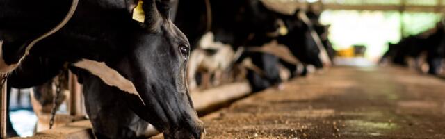 Pärnumaa farmis tuvastati veiste RSV nakkus