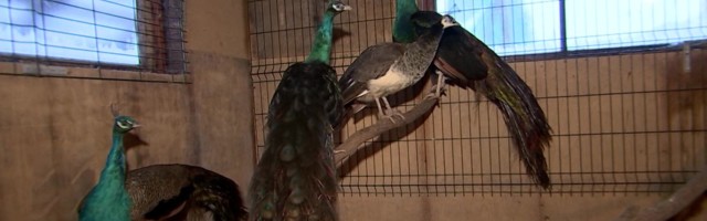 Reporter: Elu üheksa lapse ning mini-loomaaiaga