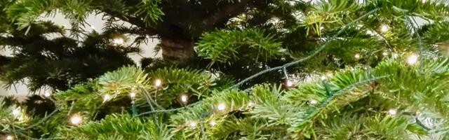 Maakonnaski kogutakse jõulukuuski