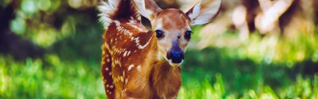 Uuring: vibujaht ei taga kiiret surmamist (+ petitsioon ootab allkirju!)