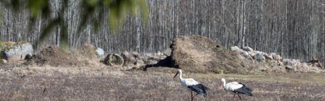 Kas saabuv külm murrab kohalejõudnud rändlinnud maha?