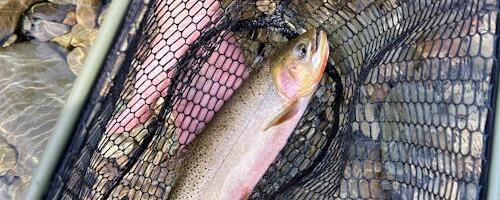 Eesti kalad said taudivaba staatuse