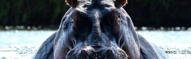 Jõehobusid elas Euroopas ka jääajal