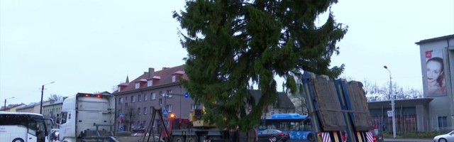 Reporter: Pärnu linna ehib nüüd jõulupuu