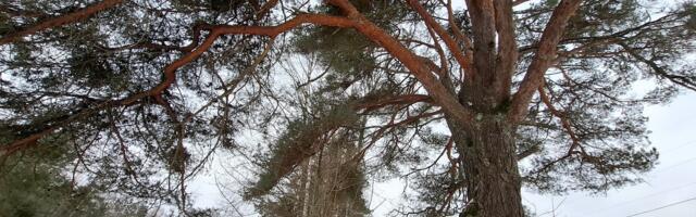 Kas laulupidude lõpulaul sündis püha hingepuu all? Värske avastus Otepää lähedalt