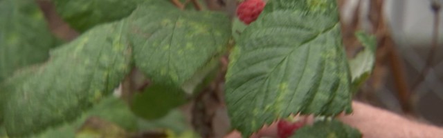 Reporter: Muuga kandis kasvavad sügisesed vaarikad