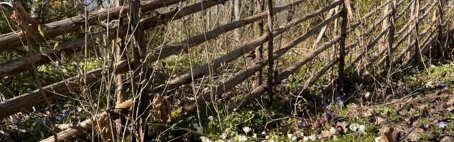 AHTO ILMAJUTUD | Kevadpühal lubab kuni 17 kraadi sooja