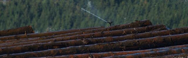 Metsatööstuse ees on suured väljakutsed, kuid tulevik on helgem