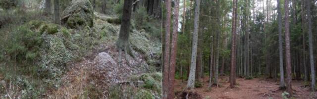 Andres Jaanus: Linnakumetsa – kaitsealast tallermaaks