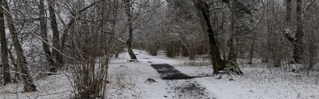 Polaaruurija: oleme Eestis viimase 50 aastaga talvest kaotanud kuu aega