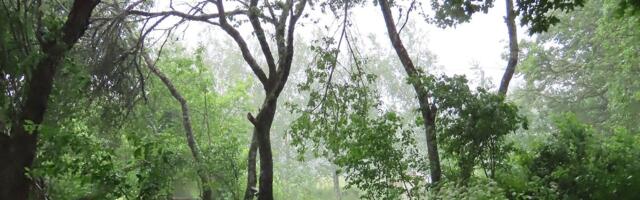 AIAPIDAJA KOGEMUS | Sajune aasta on ikka hulga parem kui põud