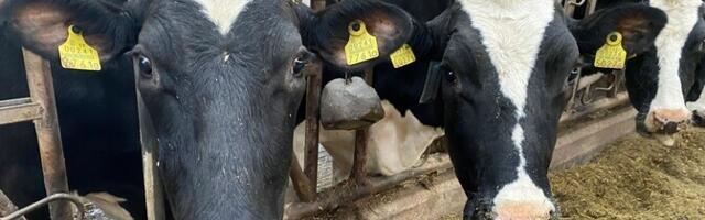 Piima seedimise geen levis koos karjakasvatajatega