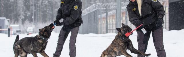 Narkokoerad töötavad tulemüürina vangla ja narkootikumide vahel