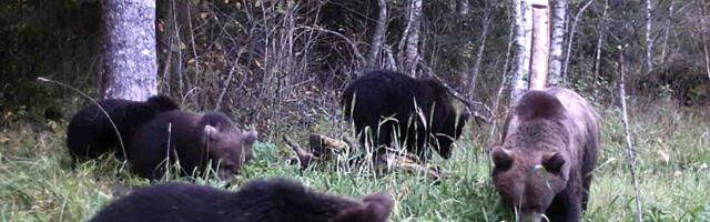 VIDEO | Nummid mõmmikud! Järvamaal jäi rajakaamerasse suur karupere