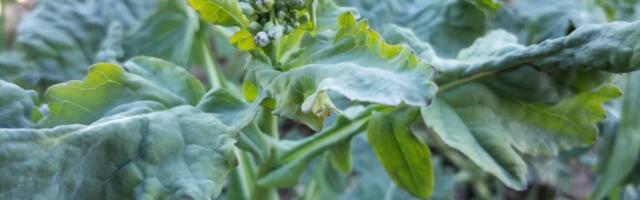 Hiilamardikate ja kõdra-peitkärsakate bioloogiast ja tõrjest