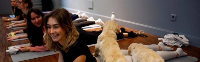 Vastuoluline kutsikajooga jõudis Eestisse. Koertetreener: sellisel kujul on see loomapiinamine