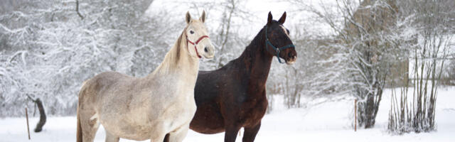 Kagu-Eesti tõus rahvusvaheliseks ärisihtkohaks: Kuplandi võrgustiku liikmed võtsid mullu vastu 18 820 äriklienti 46 riigist