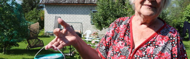 Hispaania teetigu teeb peavalu ka Haapsalus