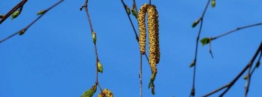 MEEDIAVALVUR: ETV+ teeb eesti keelt tutvustades „haltuurat“
