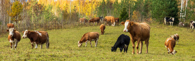 Riik kiusab väiketootjaid? Talunik: praegune süsteem on ebaõiglane ja bürokraatiat on liiga palju