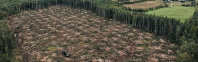 Eesti Metsa Abiks: väljaspool kaitsealasid on alles väga vähe puutumatut metsa