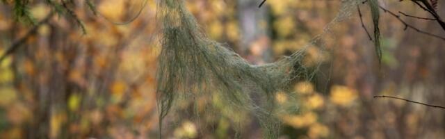 RMK jätkab loodusharidusprogrammidega lasteaedadele ja koolidele