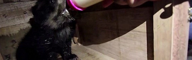 Reporter: Põllult päästetud prillkaru loodusesse tagasi ei pääse