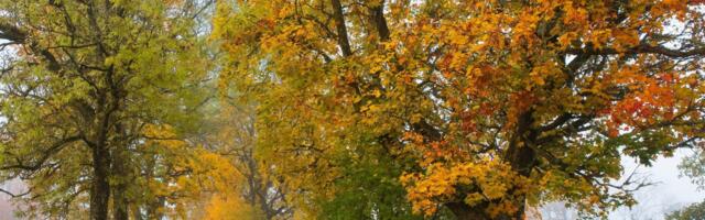 Järva vald käivitas sünnipäevakuul fotokonkursi "Looduse lõpmata ilu"