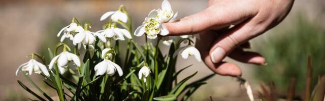 ILMATEADE | Tõeline kevad! Ees ootab soe ja päikeseline päev