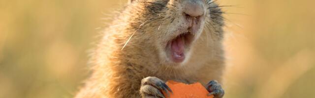 21. veebruar: Neitsi mõelgu positiivsemalt, Jäär pidagu pisut aru