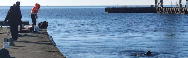 Särjepüüdja kukkus vette