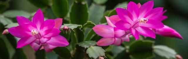 Jõulukaktus: üks lusikatäis sellest teeb, et taim õitseb imekaunilt