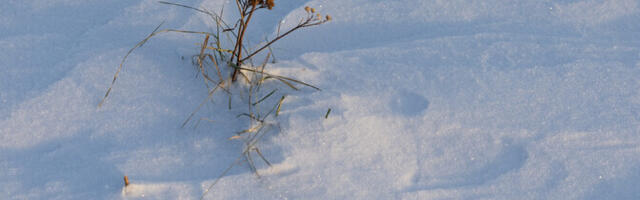 Karge talveilm mõjutab nii ühistransporti kui ka tervishoidu
