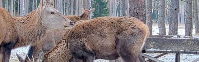 VIDEO | Huvitav vaatepilt hirveplatsil. „Sellega pole varem hakkama saanud ükski hirv!“