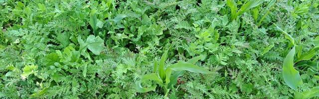 Algab rahvusvaheline projekt „Tark Taimekasvatus“ – fookuses mulla tervis ja põllumajanduse konkurentsivõime