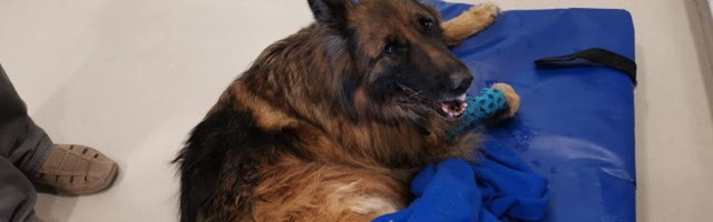Laagna tee avariis imekombel ellu jäänud koer hukkus traagilises õnnetuses