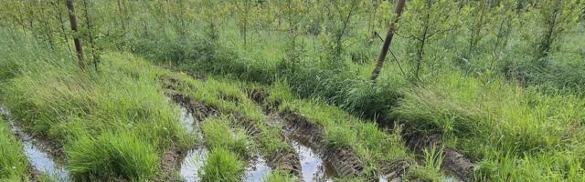 VIDEO | Õunaaiad upuvad: kodumaine õun võib muutuda üle nelja korra kallimaks