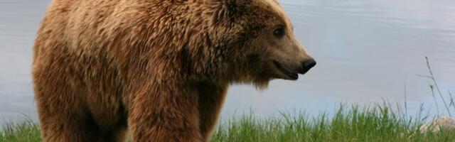 Tallinna Halduskohus tühistas esialgse õiguskaitse karujahi vaidluses