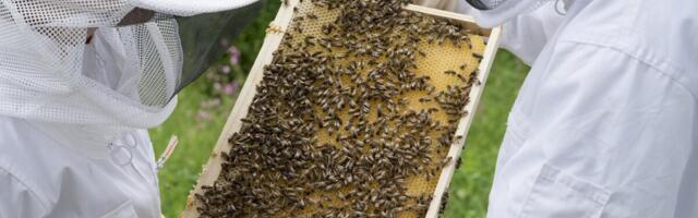 EL karmistab mee märgistust, et tõkestada võltsmett