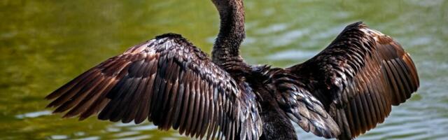 KORMORANI AASTA LÕPEB, KUID ARUTELUD MITTE