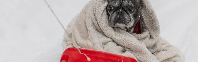 Pilt selge! Kui karm see läinud talv siis oli?