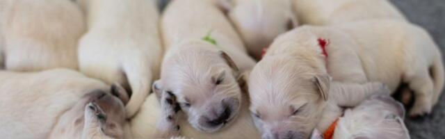 KUTSIKAKAAMERA | Kui valulik on sünnitus koertele? Kas Holly kutsikaid saab osta? Kasvataja vastab