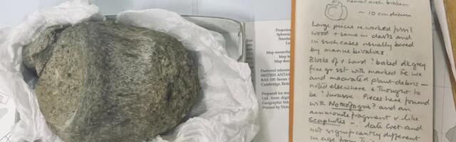 Esimene Antarktikast leitud dinosauruse luu lebas 40 aastat sahtlis