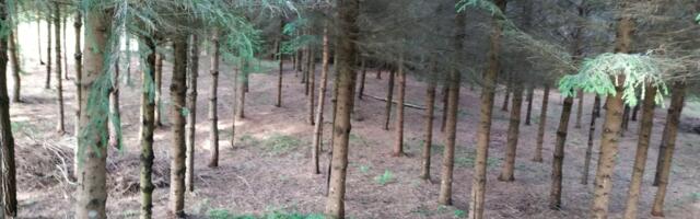 Kristjan Lepik: müstiline süsinikuturg, mis see on? Kohe muutub see päris asjaks