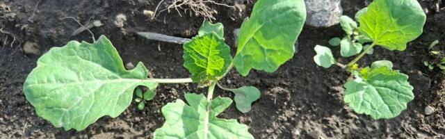 Nädal põllul: talirapsi kasvureguleerimine ja haigustõrje on sügisel võtmetähtsusega