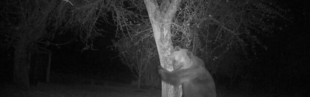 VIDEO | Uudishimulik karu üritas õunaraksus käia