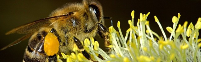 Viimastel aastatel ei ole Eestis teada ühtegi juhtumit, kui mesilaspere oleks hukkunud taimekaitsevahendite kasutamise tõttu