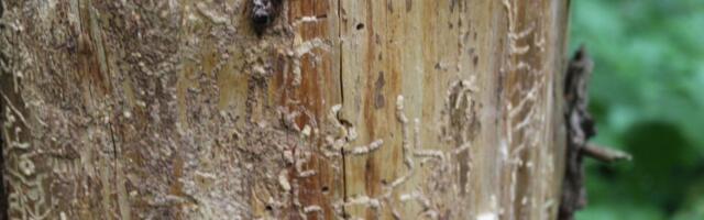 Looduslikud häired Euroopa metsades üha kasvavad